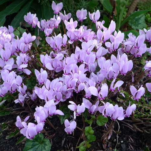 Cyclamen Hederifolium Mixed