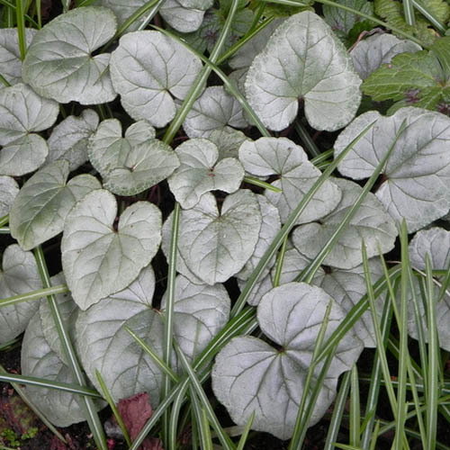 Cyclamen Hederifolium Silver