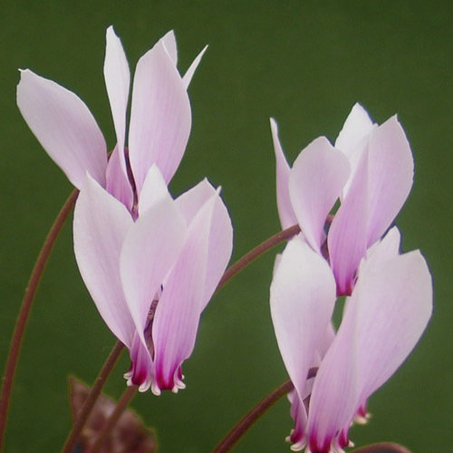 Cyclamen Hidebrandii