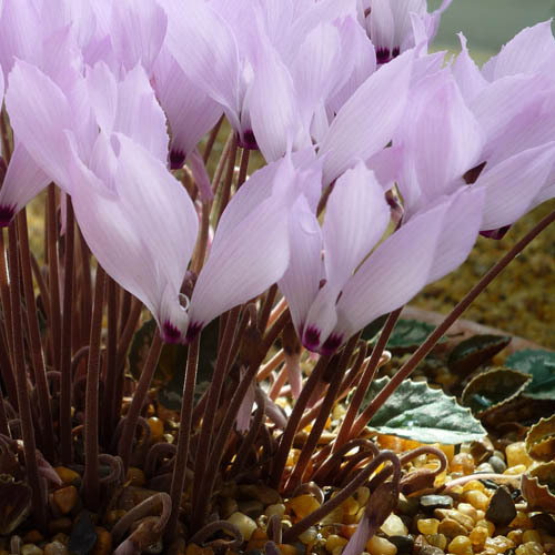 Cyclamen Mirabile