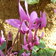 Cyclamen Persicum Wild