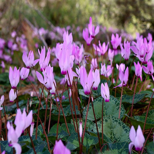 Cyclamen Persicum Is