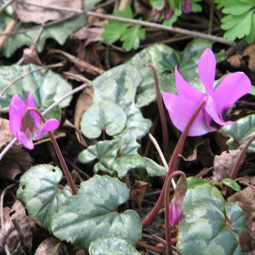 Cyclamen Pseudibericum
