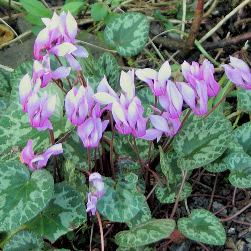 Cyclamen Purpurascens