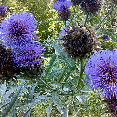 Cynara Cardunculus Cardoon