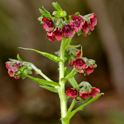 Cynoglossum Dioscoridis