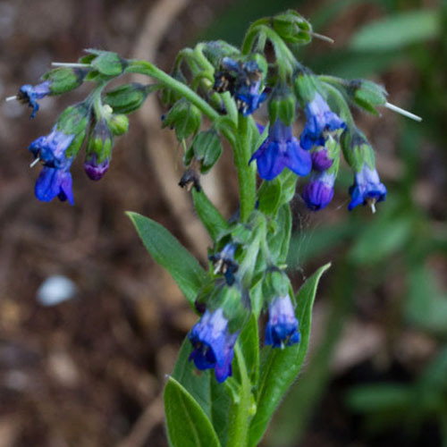 Cynoglossum Nervosum