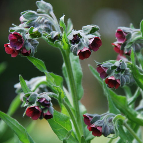 Cynoglossum Officinale 2