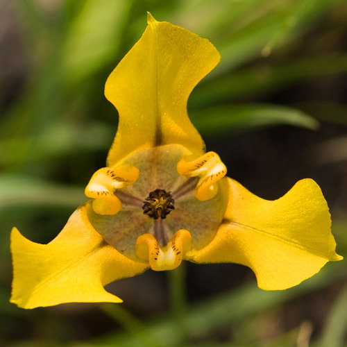 Cypella Herbertii