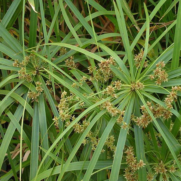 Cyperus Alternifolius