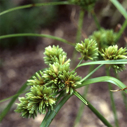 Cyperus Chira
