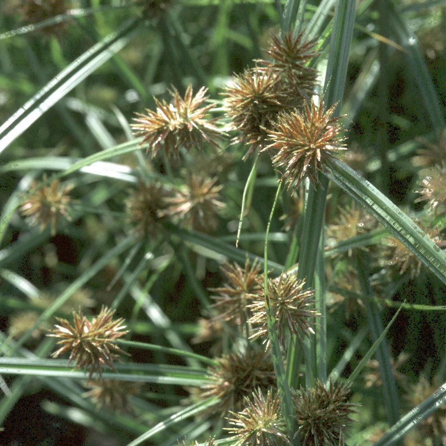 Cyperus Involucratus