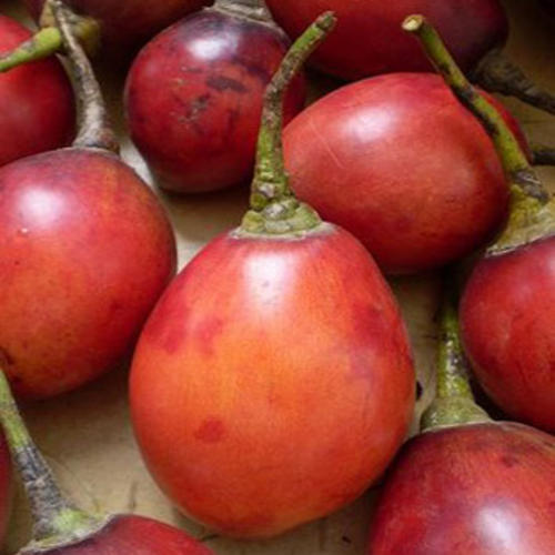 Tamarillo