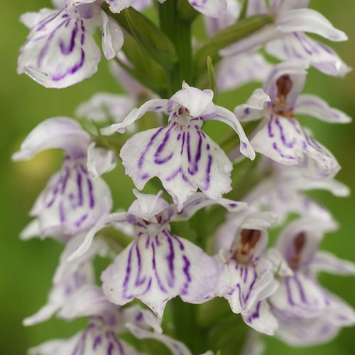 Dactylorhiza Fuchsii