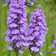 500 Dactlyorhiza Maculata