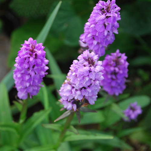 Dactylorhiza Purpurella
