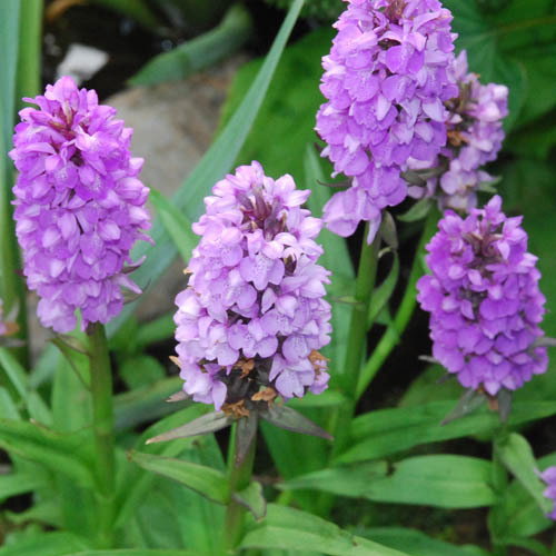 Dactylorhiza Purpurella1