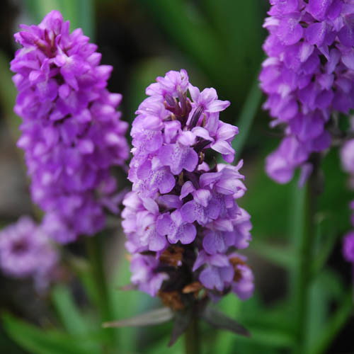 Dactylorhiza Purpurella