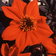 Dahlia Coccinea Palmeri