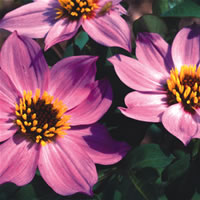 Dahlia Merckii