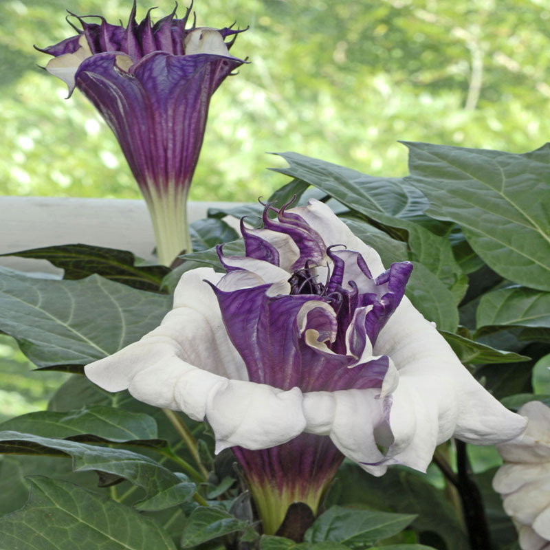 Datura Metel Ballerina Purple Da 7235