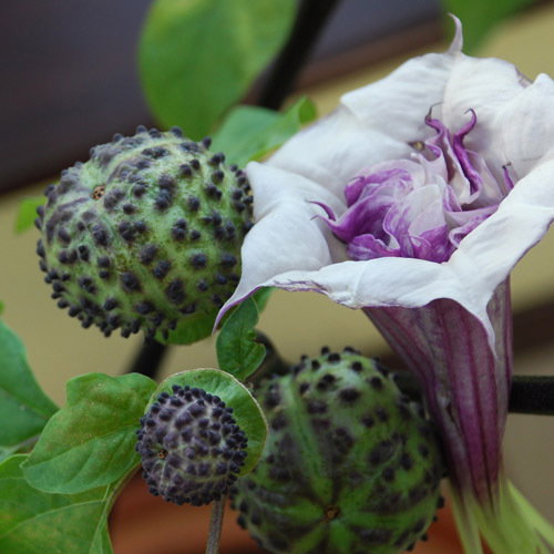 Datura Purple Ballerina