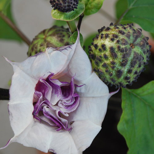 Datura Ballerina Purple