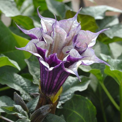 Datura Metel Ballerina Purple