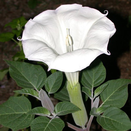 Datura Inoxia