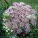 Daucus Carota