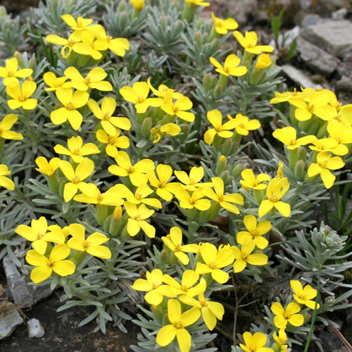 Degenia Velebitica