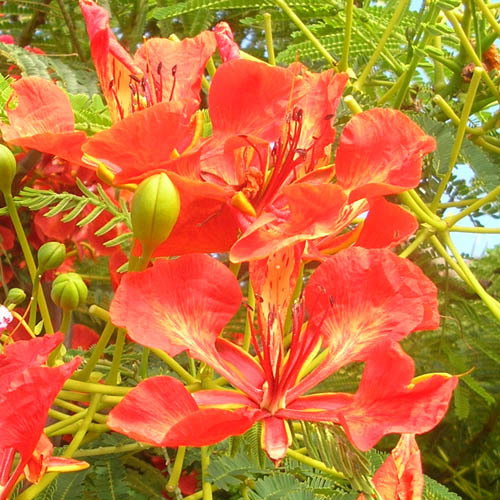 Delonix Regia