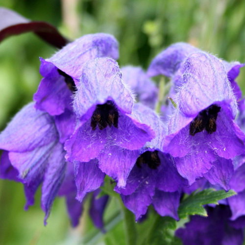 Delphinium Cashmirianum
