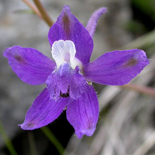 Delphinium Decorum