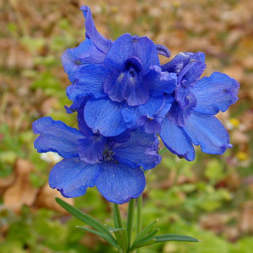 Delphinium Grandiflorum