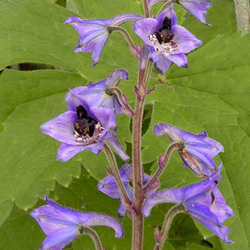 Dlphnmmckianum