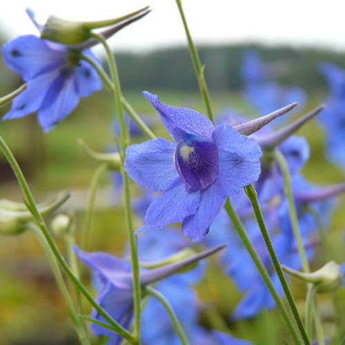 Delphinium Pylzowii