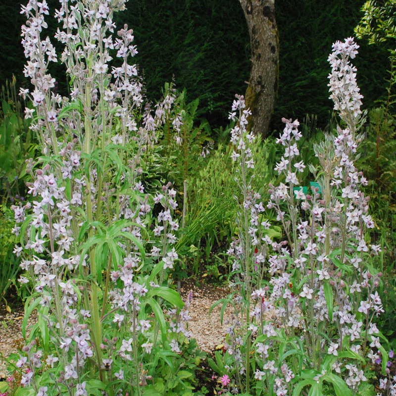 Delphinium Requenii