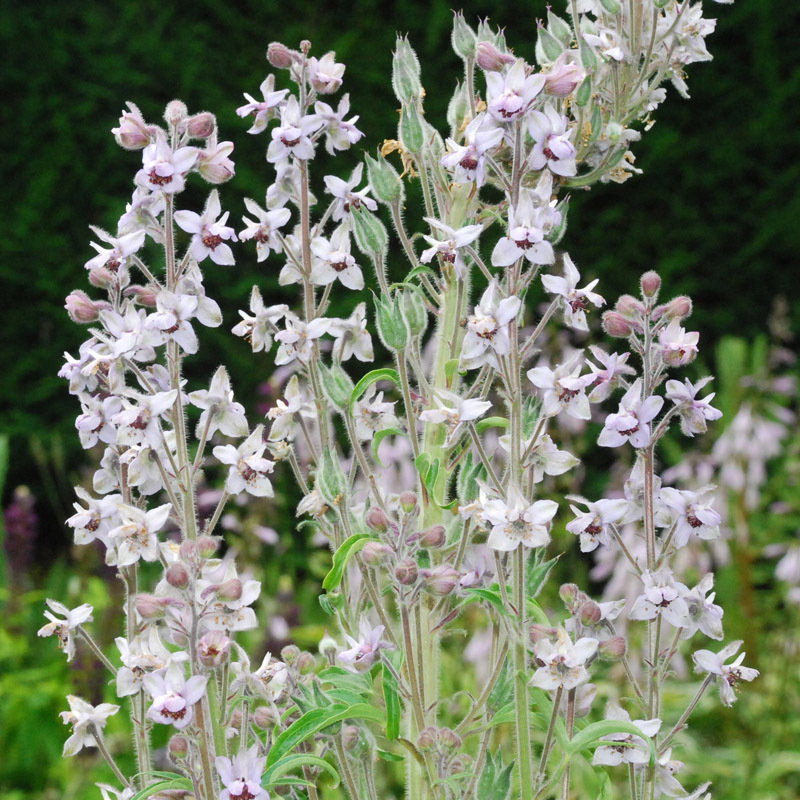 Delphinium Requenii