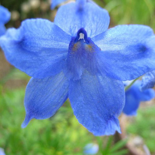 Delphinium Tatsiense