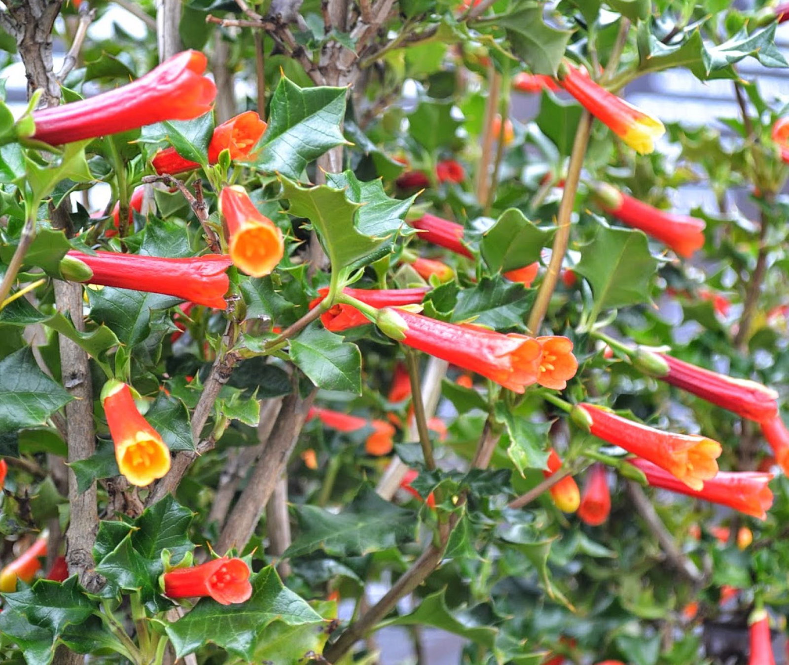 Desfontania Spinosa