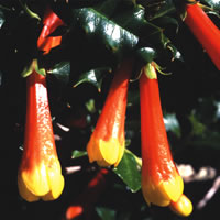 Desfontainia Spinosa