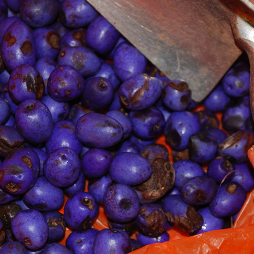 Dianella Tasmanica Seeds2