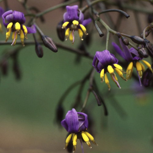 Dianella Tasmanica