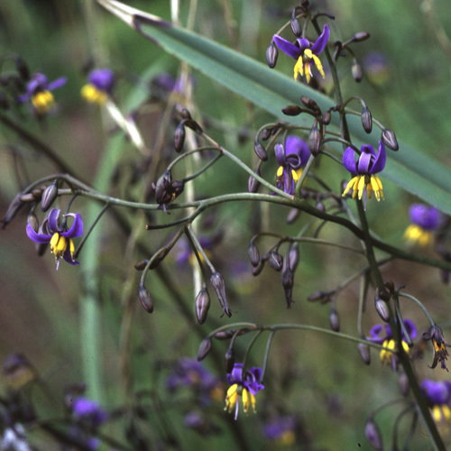 Dianella Tasmanica