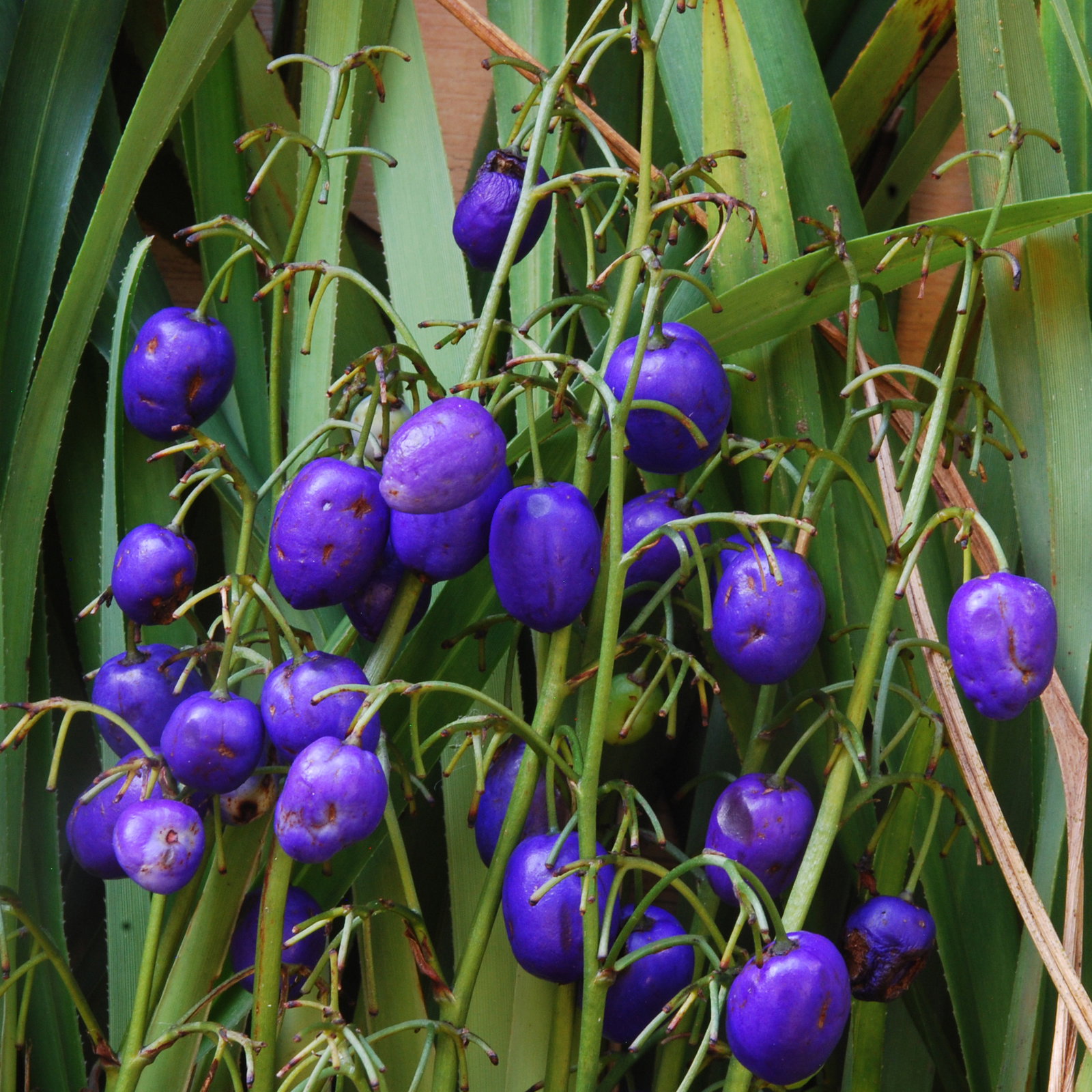 Dianella Tasmanica