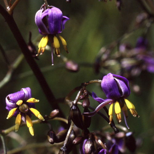 Dianella Tasmanica