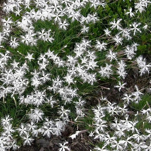 Dianthus Arenarius1