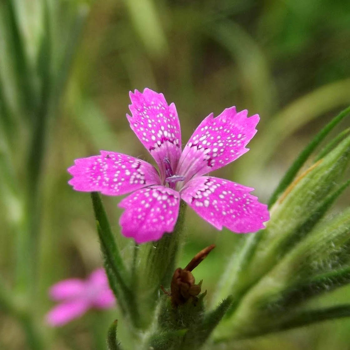 Dianthus Armeria