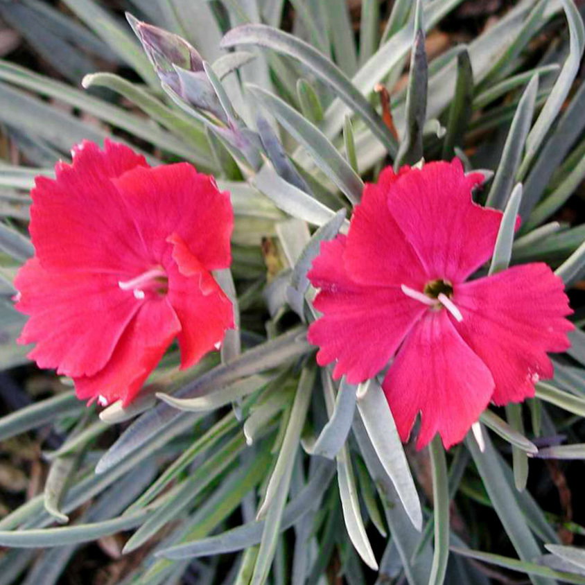 Dianthus Badenia